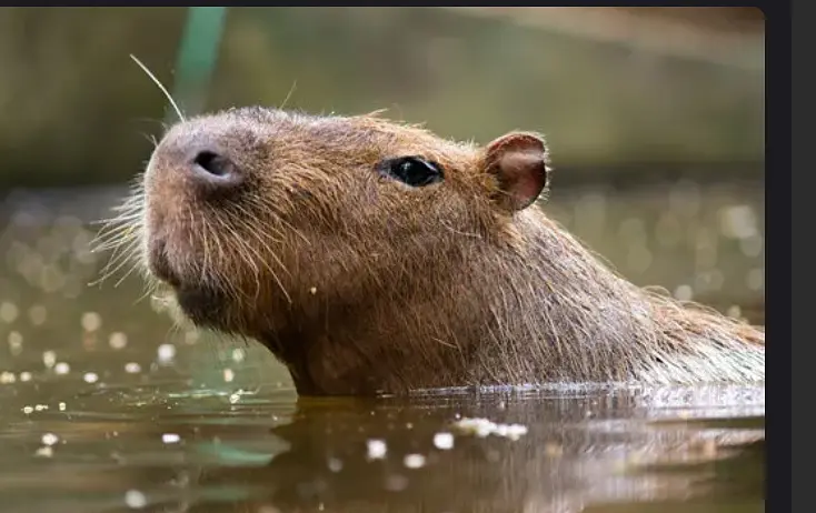 First project(Demo) banner